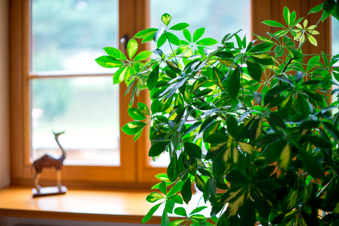 Zielona roślina domowa na tle drewnianego okna na wymiar, na parapecie okna stoi figurka zwierzęcia z rodziny wielbłądowatych.